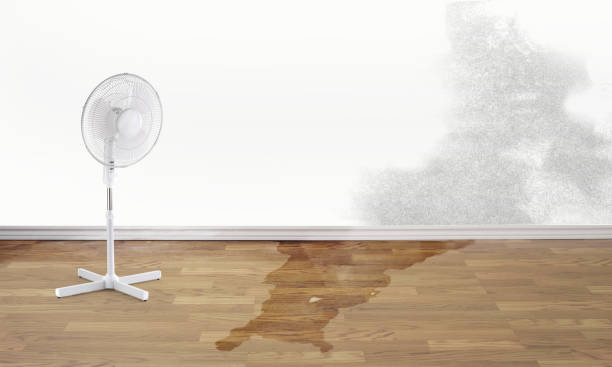 Best Local water damage restoration  in Marceline, MO